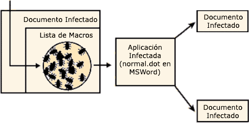 Macrovirus Macrovirus